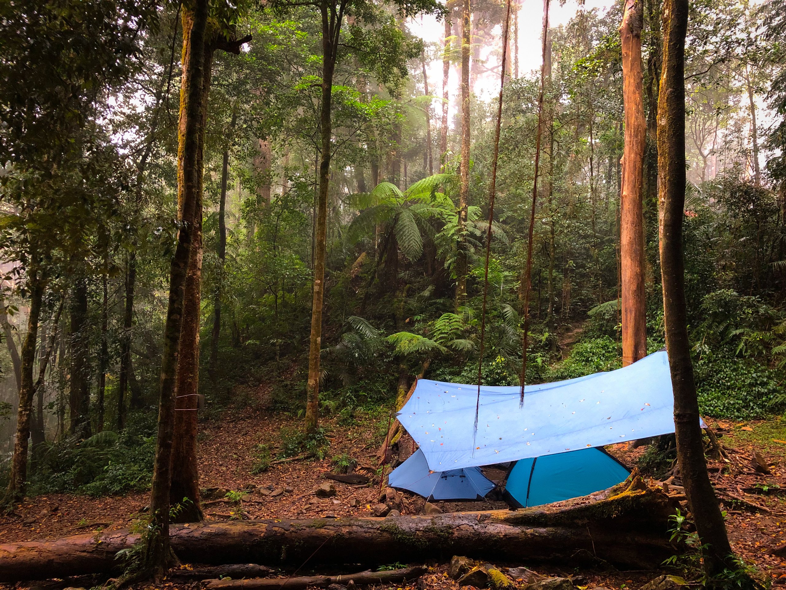Blue tarp and tent set up in a lush tropical forest with misty atmosphere